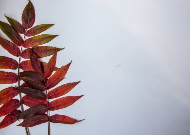 Beyaz arkaplanda küçük sonbahar kırmızı ve turuncu yapraklar, eğimli renk, sonbahar doğal detayları, kopyalama alanı, düz yatış