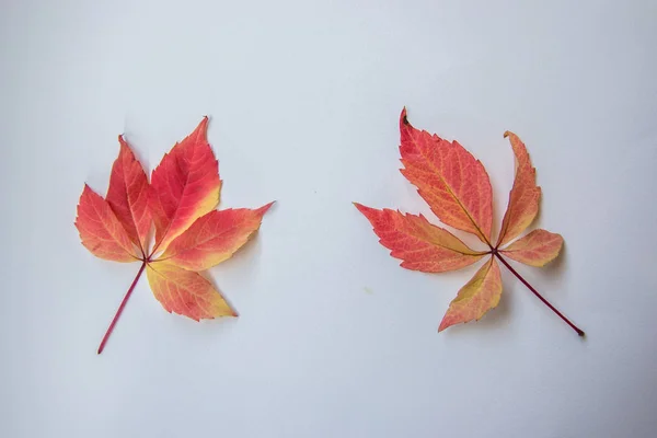 Pequeñas Hojas Rojas Anaranjadas Otoñales Sobre Fondo Blanco Color Degradado — Foto de Stock