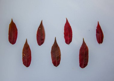 Beyaz arka planda renkli sonbahar yaprakları, güzel sıralanmış yapraklar - düz uzanmış