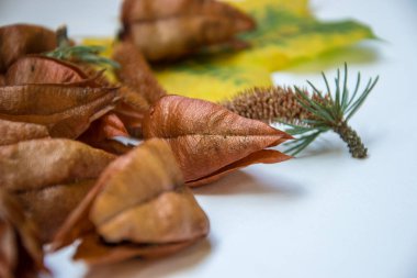 Beyaz arka planda güzel kahverengi ağaç kapsülleri ve çam kozalakları, sonbahar süslemeleri