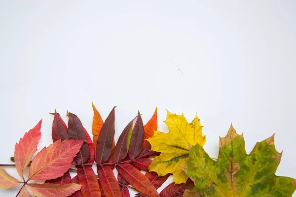 Цветные Осенние Листья Бледно Желтом Фоне Пустой Шаблон Рамка Осенних — стоковое фото