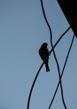 Kuşlar donanımda oturuyor, açık hava sahnesi, hayvan sahnesi, kuş silueti