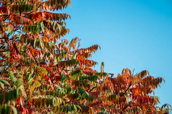 Красивые Ветви Деревьев Осенние Изменения Природе Открытом Воздухе Голубое Небо — стоковое фото