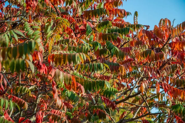 Красивые Ветви Деревьев Осенние Изменения Природе Открытом Воздухе Голубое Небо — стоковое фото