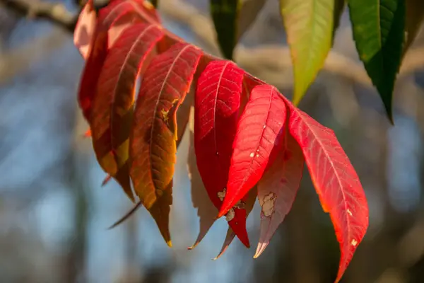 Крупный План Красивых Осенних Листьев Ветке Зеленые Красные Оранжевые Цвета — стоковое фото