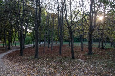 Güzel sonbahar ormanı, renkli yapraklar ve güzel ağaçlar mavi gökyüzüne karşı, açık havada, parkta sonbahar renkleri