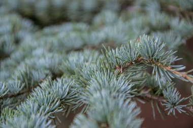 Ladin ağacının dallarına yakın çekim, sonbaharda yemyeşil ağaç, doğa konsepti.