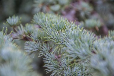 Ladin ağacının dallarına yakın çekim, sonbaharda yemyeşil ağaç, doğa konsepti.