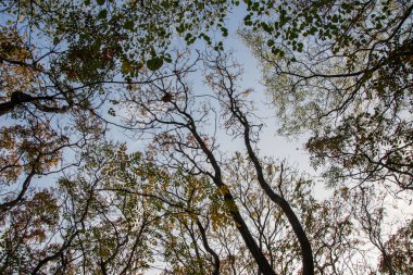 Güzel ağaç dalları, doğada sonbahar değişimi, açık havada, arka plan olarak mavi gökyüzü, aşağıdan çekilmiş.