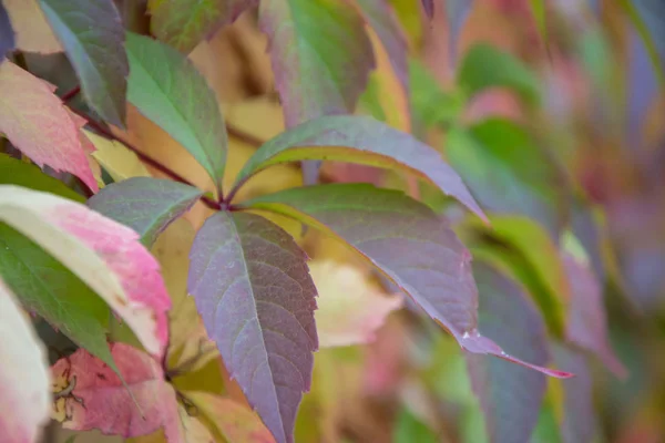 Outono Folhas Coloridas Virginia Trepadeira Planta Parthenocissus Quinquefolia Durante Temporada — Fotografia de Stock