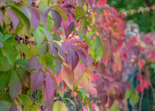 Осень Красочные Листья Вирджиния Ползучий Завод Parthenocissus Quinquefolia Течение Осеннего — стоковое фото