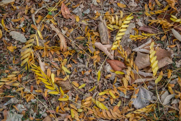 Yellow and brown beautiful leaves on the ground, falling from the trees, beautiful autumn ground view from above, abstract background