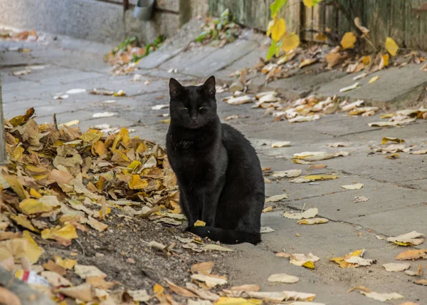 Gato Preto Bonito Sentado Rua Com Folhas Caídas Amarelas Marrons — Fotografia de Stock