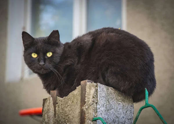 Gato Preto Bonito Sentado Uma Cerca Uma Casa Assistindo — Fotografia de Stock