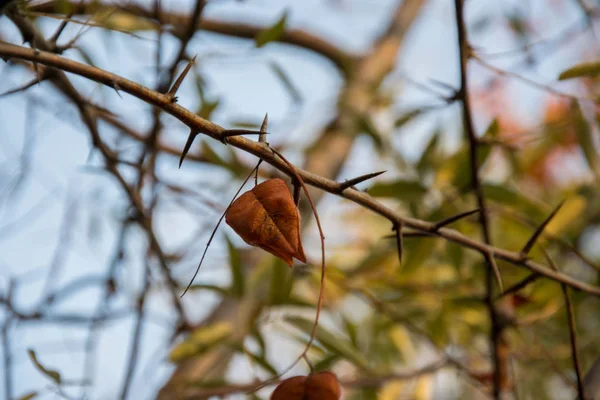 Schöne Pflanzschale Auf Einem Baum Herbstzeit Konzept Freien Bäume Park — Stockfoto