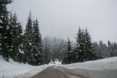 Dağlarda kış, arabasız, karla kaplı güzel bir yol, karlı ağaçlar ve beyaz gökyüzü