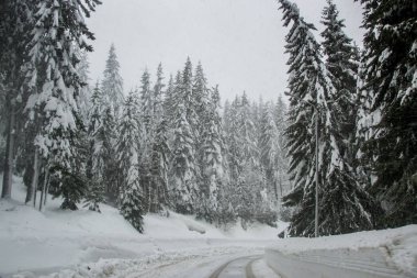 Dağlarda kış, arabasız, karla kaplı güzel bir yol, karlı ağaçlar ve beyaz gökyüzü