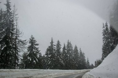 Dağlarda kış, arabasız, karla kaplı güzel bir yol, karlı ağaçlar ve beyaz gökyüzü