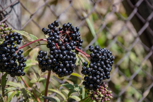 Wild Elderberry black berries, bunch of black grapes, green leaves in the nature