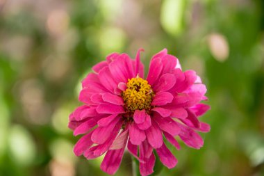 Bahçede güzel pembe Zinnia (Zinnia elegans) çiçeği, parkta tek sonbahar çiçeği, seçici odak. Sarı puantiyeli çiçek 