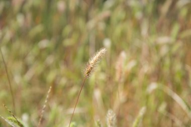 Soyut bulanık doğal arkaplan, yaz mevsiminde bir tarlada kurumuş çimen, düzen ve tasarım için doku.