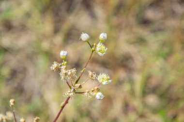 Tarlada küçük yabani çiçekler, doğal arka plan, çayırda uyuşturulmuş çimenler, yaz mevsimi