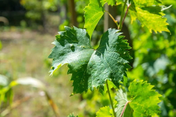 Small fresh green leaves of grapevine. Close-up of flowering grape vines, grapes bloom during theday. Agriculture