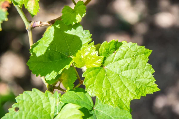 Small fresh green leaves of grapevine. Close-up of flowering grape vines, grapes bloom during theday. Agriculture