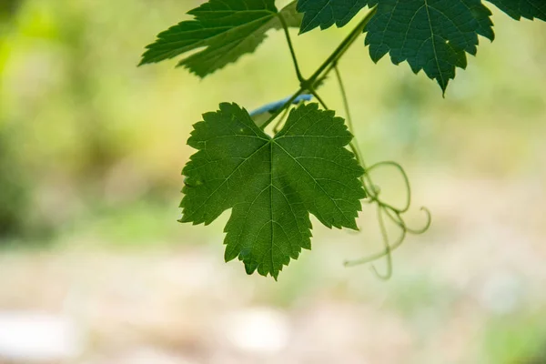 Small fresh green leaves of grapevine. Close-up of flowering grape vines, grapes bloom during theday. Agriculture — Stock Image Small Fresh Green Leaves Grapevine Close Flowering Grape Vines Grapes Royalty Free Stock Photos