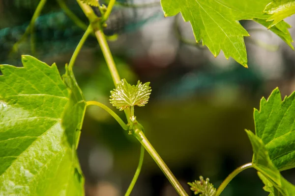 Small fresh green leaves of grapevine. Close-up of flowering grape vines, grapes bloom during theday. Agriculture — Stock Image Small Fresh Green Leaves Grapevine Close Flowering Grape Vines Grapes Royalty Free Stock Photos