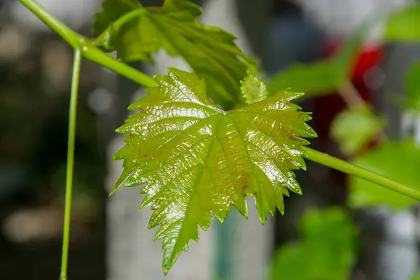 Small fresh green leaves of grapevine. Close-up of flowering grape vines, grapes bloom during theday. Agriculture — Stock Image Small Fresh Green Leaves Grapevine Close Flowering Grape Vines Grapes Stock Photo