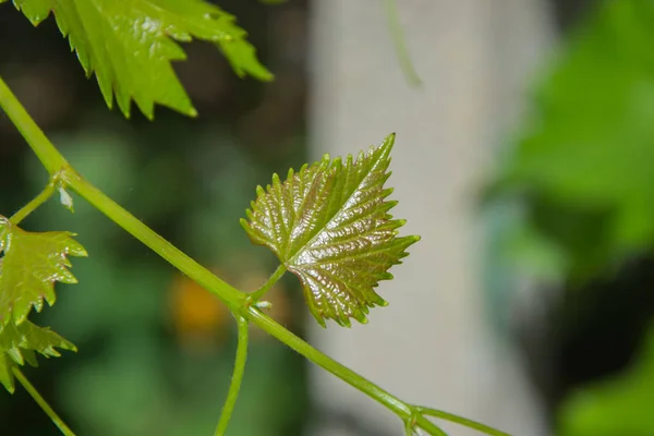Small fresh green leaves of grapevine. Close-up of flowering grape vines, grapes bloom during theday. Agriculture — Stock Image Small Fresh Green Leaves Grapevine Close Flowering Grape Vines Grapes Stock Picture