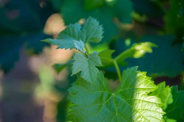 Small fresh green leaves of grapevine. Close-up of flowering grape vines, grapes bloom during theday. Agriculture — Stock Image Small Fresh Green Leaves Grapevine Close Flowering Grape Vines Grapes Stock Photo