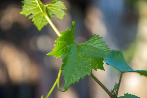 Small fresh green leaves of grapevine. Close-up of flowering grape vines, grapes bloom during theday. Agriculture — Stock Image Small Fresh Green Leaves Grapevine Close Flowering Grape Vines Grapes Stock Picture