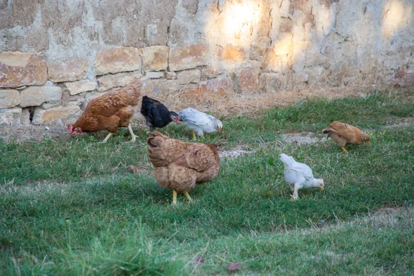 Pollo Gallo Mixtos Patio Trasero Vida Granja Marrón Pájaros Negros —  Fotos de Stock