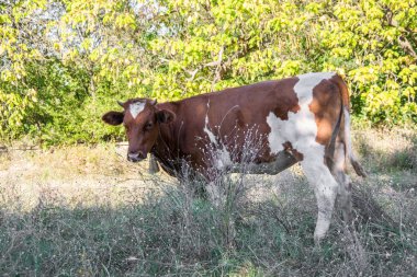 Güneşli bir günde otlakta güzel bir inek, çiftlik hayvanı temalı.