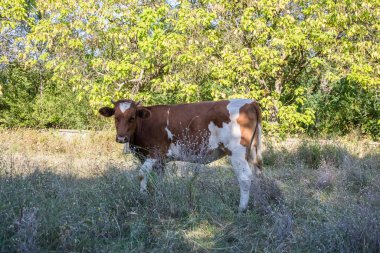 Güneşli bir günde otlakta güzel bir inek, çiftlik hayvanı temalı.