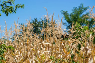 Kurumuş mısır sapları, mavi gökyüzünün altındaki bir tarlada yaz bitkileri, arka planda yeşil ağaçlar.