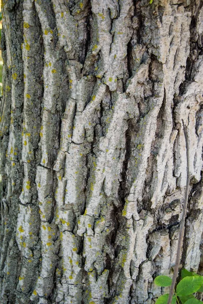 Tree\'s bark pattern, plant texture, close-up of rough natural background