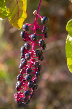 Phytolacca asinosa, American pokeweed, Mor böğürtlenli yabani bitkiler