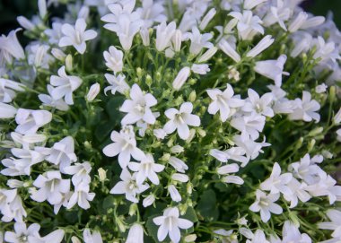 Çiçekçinin rafındaki saksı çiçekleri, campanula americana çiçekleri, ya da bahçe ve dekorasyon için beyaz çan çiçekleri, çiçekli arka plan.