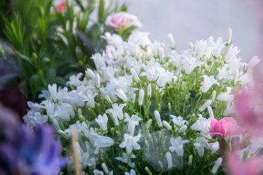 Çiçekçinin rafındaki saksı çiçekleri, campanula americana çiçekleri, ya da bahçe ve dekorasyon için beyaz çan çiçekleri, çiçekli arka plan.