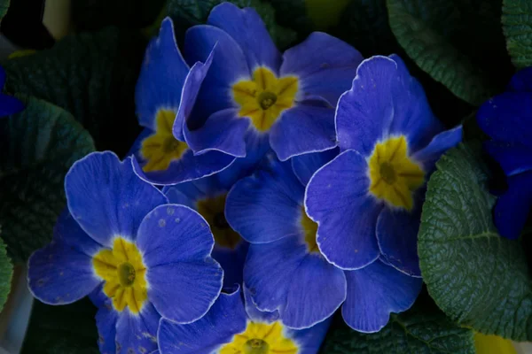 蓝色的樱花盛开 用绿叶对正在开花的报春花植物的特写 背景植物花型 多花原生植物 — 图库照片
