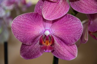 Güzel mor orkide çiçeğinin yakın çekimi, renkli falaenopsis bitkisi, flora