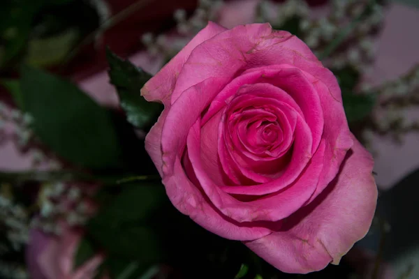 Schöne Rosa Rosen Nahaufnahme Einer Blume Einem Geschäft Selektiver Fokus — Stockfoto