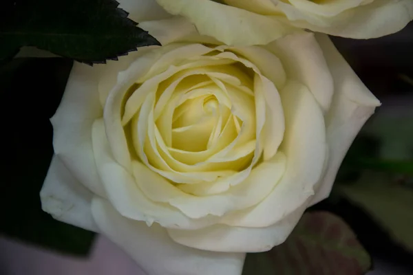 Piękne Żółte Róże Zbliżenie Kwiatu Sklepie Wybiórcza Ostrość Kwitnący Bukiet — Zdjęcie stockowe