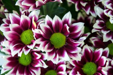 Çiçekçide güzel bir mor chrisantemum, yakın plan, 8 Mart için çiçek buketi, Anneler Günü, Kadınlar Günü, Sevgililer Günü