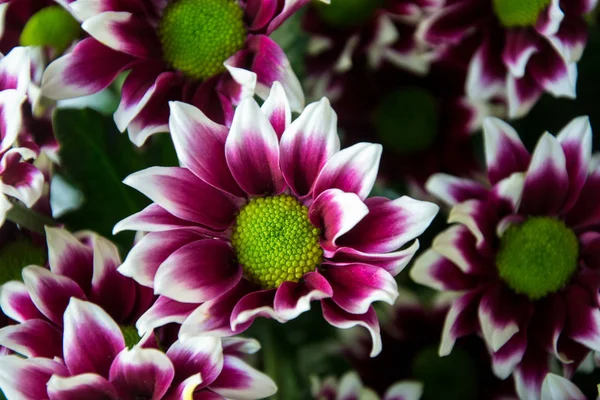 Bouquet Chrisantemum Coloré Dans Fleuriste Gros Plan Bouquet Fleurs Pour — Photo