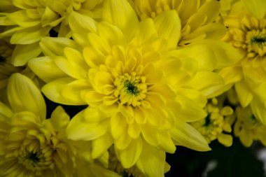 Çiçekçide oldukça sarı bir chrisantemum, yakın plan, 8 Mart için çiçek buketi, Anneler Günü, Kadınlar Günü, Sevgililer Günü