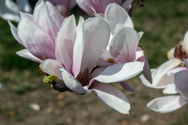 Güzel çiçek açan manolya ağacı, Pembe çiçekler parkta, açık havada